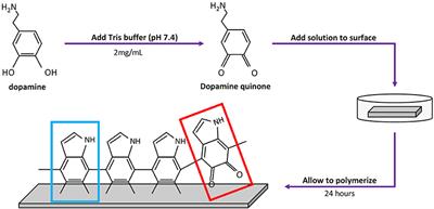 Development and Characterization of an Antimicrobial Polydopamine Coating for Conservation of Humpback Whales